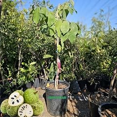 Premium cherimoya fruit for sale  Delivered anywhere in USA 