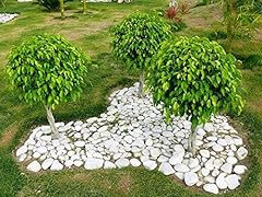 30 Ficus (Bodhi/sacra Fig/Bo Tree/Pipal) Ficus Religiosa Semi di Seedville usato  Spedito ovunque in Italia 