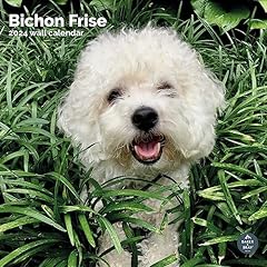 Bichon frise calendar for sale  Delivered anywhere in UK