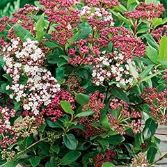 Elixir gardens viburnum for sale  Delivered anywhere in UK