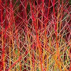 Cornus sanguinea midwinter for sale  Delivered anywhere in UK