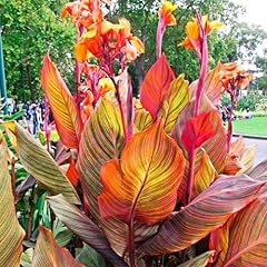 Variegated giant canna for sale  Delivered anywhere in USA 