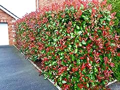 Photinia red robin for sale  Delivered anywhere in UK