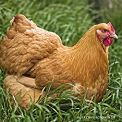 Buff orpington hen for sale  Delivered anywhere in Ireland