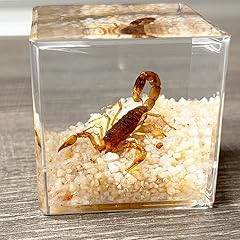 Real insect resin for sale  Delivered anywhere in UK