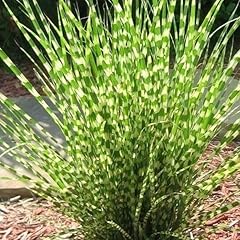 Little zebra dwarf for sale  Delivered anywhere in USA 