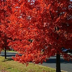 Autumn blaze maple for sale  Delivered anywhere in USA 