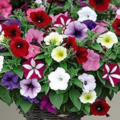 Petunia plants easy for sale  Delivered anywhere in Ireland