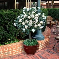 2.5 gardenia tree for sale  Delivered anywhere in USA 