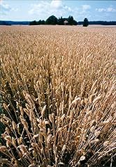 Fotodruck wheat vintage gebraucht kaufen  Wird an jeden Ort in Deutschland