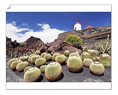 10x8 print cactus for sale  Delivered anywhere in UK
