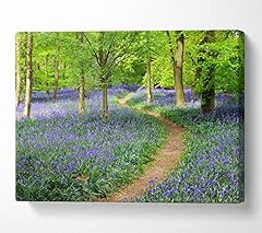 Forest walk bluebell for sale  Delivered anywhere in UK