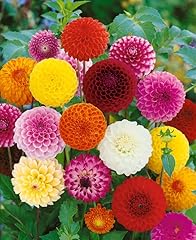 Dahlia pompon double for sale  Delivered anywhere in UK