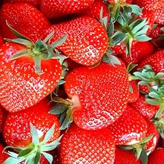 Erdbeerpflanzen frigo senga gebraucht kaufen  Wird an jeden Ort in Deutschland