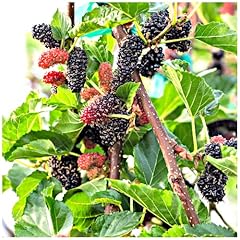 Black mulberry tree for sale  Delivered anywhere in UK