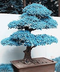 Big Sales!!! 20pcs blue maple seeds chinese rare blue, used for sale  Delivered anywhere in Canada