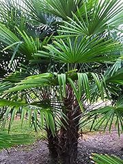 Frostgewöhnte trachycarpus pr gebraucht kaufen  Wird an jeden Ort in Deutschland