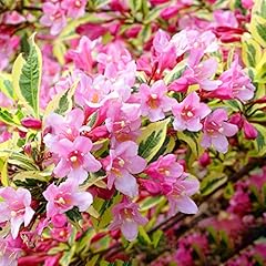 Weigela magical rainbow for sale  Delivered anywhere in UK