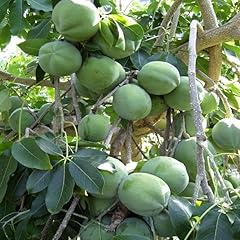 White sapote tree for sale  Delivered anywhere in USA 