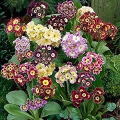 Primula pubescens auricula for sale  Delivered anywhere in UK