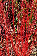 Red dogwood seeds for sale  Delivered anywhere in USA 