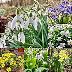 Woodland bulbs woodland for sale  Delivered anywhere in UK