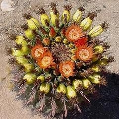 Ferocactus wislizenii caramell usato  Spedito ovunque in Italia 