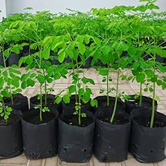 Trees moringa plants for sale  Delivered anywhere in USA 