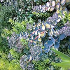 Sedum sieboldii mediovariegatu for sale  Delivered anywhere in UK