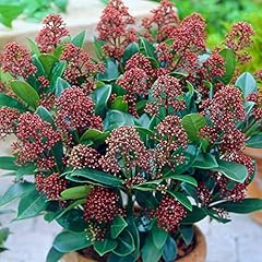 Skimmia japonica rubella gebraucht kaufen  Wird an jeden Ort in Deutschland