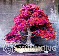 Bloom Green Co. Pianta in vaso bonsai 100% vera pianta di acero rosso Bonsai giapponese, 20 pc/pacchetto, molto bella Albero coperto: 2 usato  Spedito ovunque in Italia 