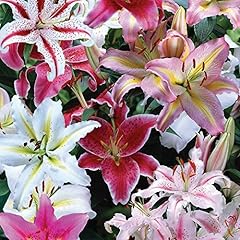 Colourful scented lily for sale  Delivered anywhere in UK
