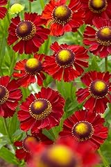 Potted litre helenium for sale  Delivered anywhere in UK