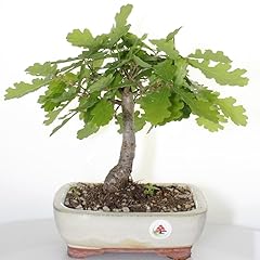 Bonsai quercia quercus usato  Spedito ovunque in Italia 