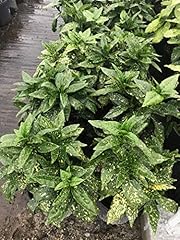 Gardensoyvey variegated gold for sale  Delivered anywhere in USA 