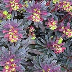 Euphorbia purpurea spb. for sale  Delivered anywhere in UK