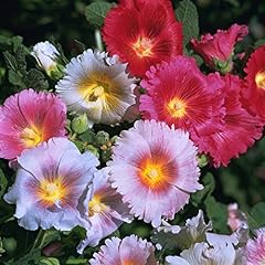 Outsidepride alcea rosea for sale  Delivered anywhere in USA 