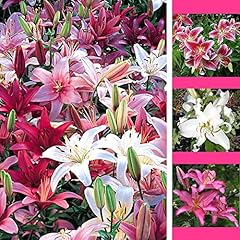 Lilium pink blend for sale  Delivered anywhere in UK