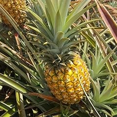 Elite gold pineapple for sale  Delivered anywhere in USA 