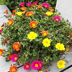Moss rose mix for sale  Delivered anywhere in UK