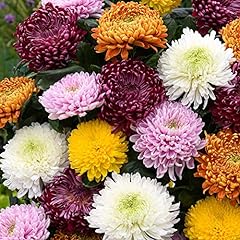 Chrysanthemum incurved mixed for sale  Delivered anywhere in UK