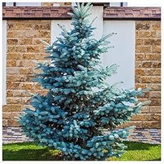 Blue spruce xmas for sale  Delivered anywhere in UK