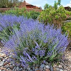Clovers garden russian for sale  Delivered anywhere in USA 