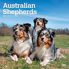 Australian shepherds 2024 for sale  Delivered anywhere in USA 