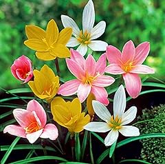 Votaniki rain lily for sale  Delivered anywhere in USA 