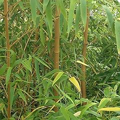 Garden yellow bamboo for sale  Delivered anywhere in Ireland