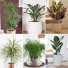 Garden house plant for sale  Delivered anywhere in UK