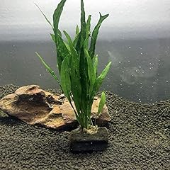 Microsorum java fern for sale  Delivered anywhere in USA 