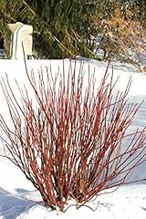 Red twig dogwood for sale  Delivered anywhere in USA 