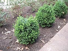 Green mountain boxwood for sale  Delivered anywhere in USA 